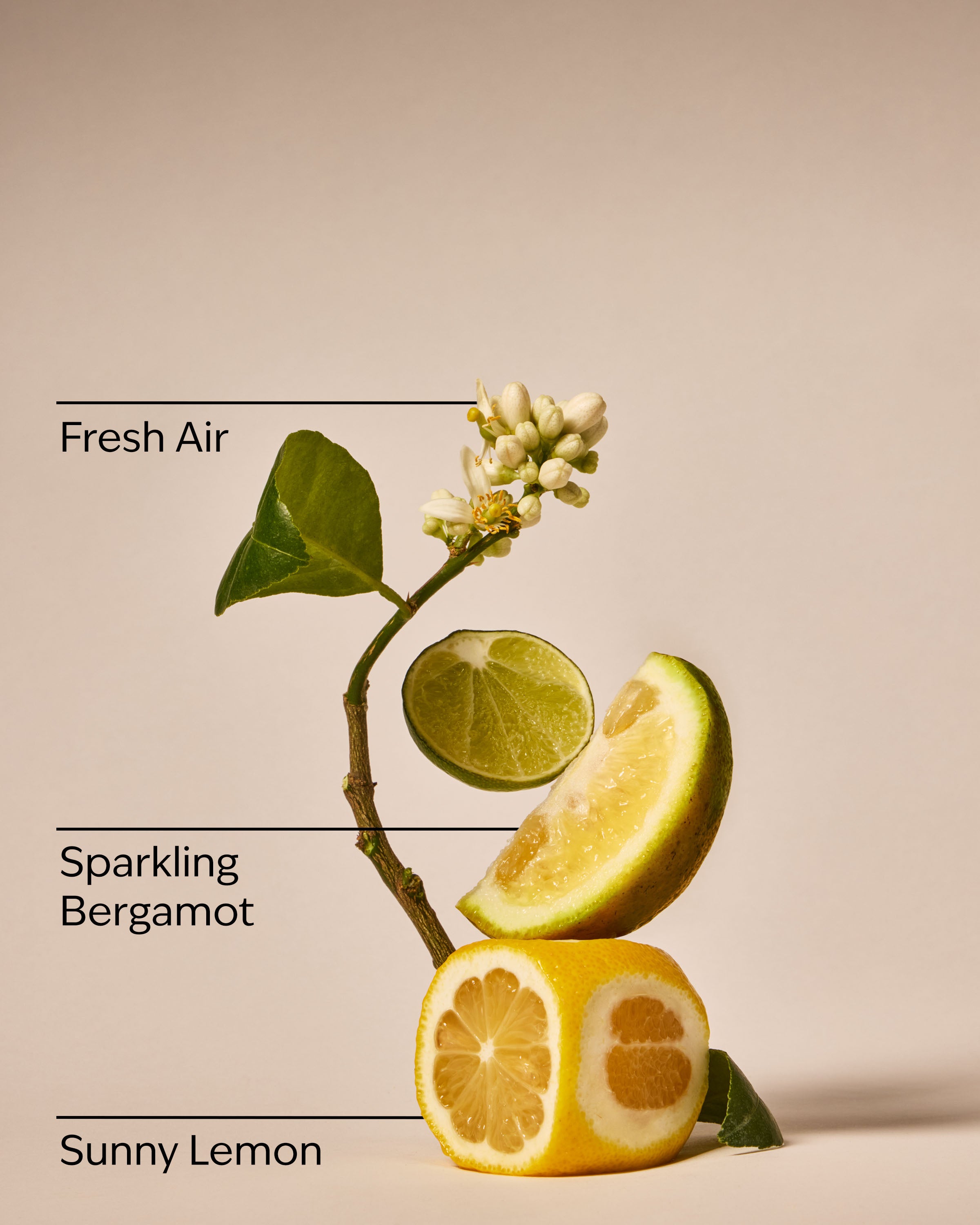 Clean House Vibes - Dazzling Citrus Wallflowers Fragrance Refill