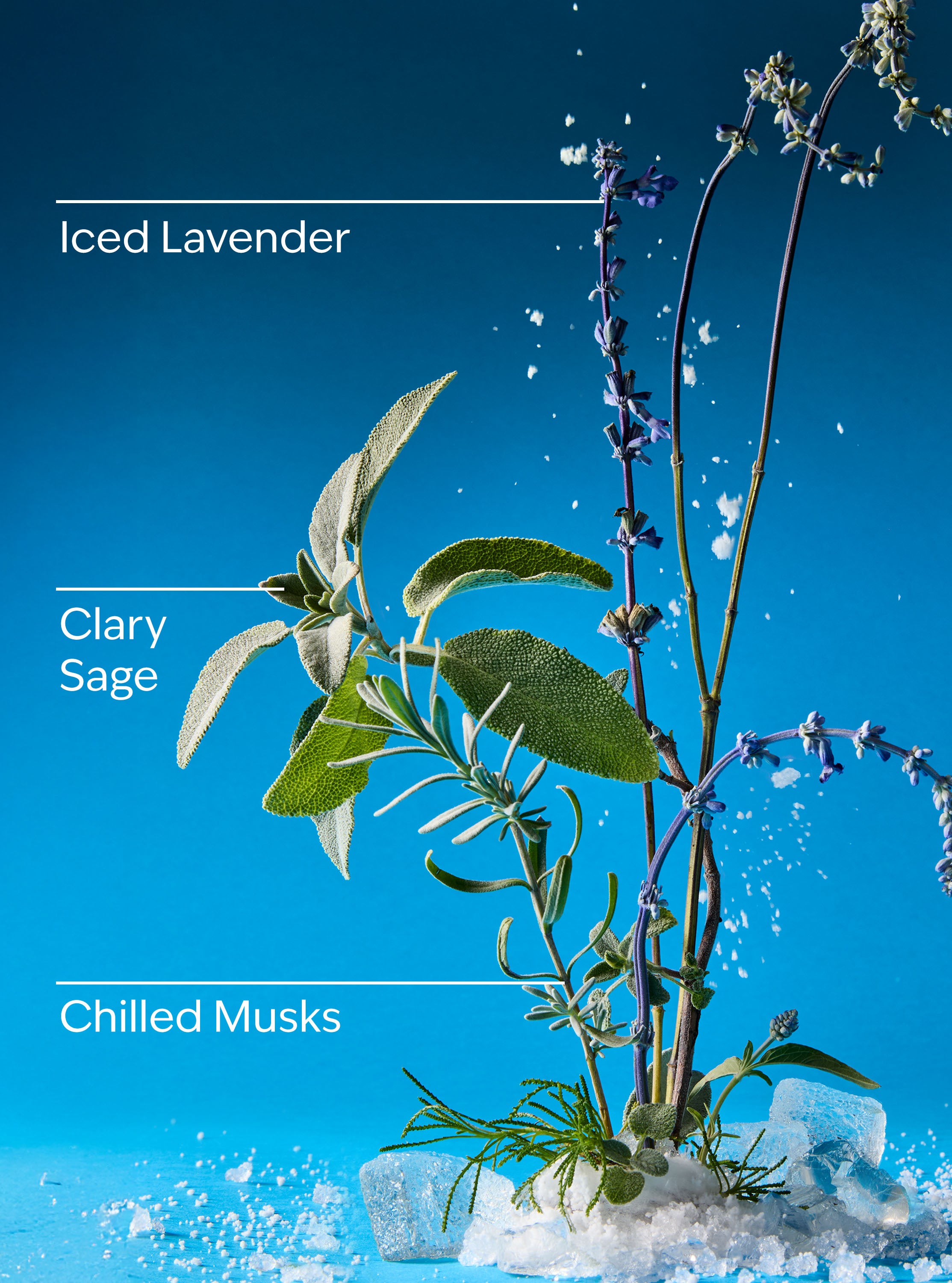 Iced Blue Lavender Wallflowers Fragrance Refill