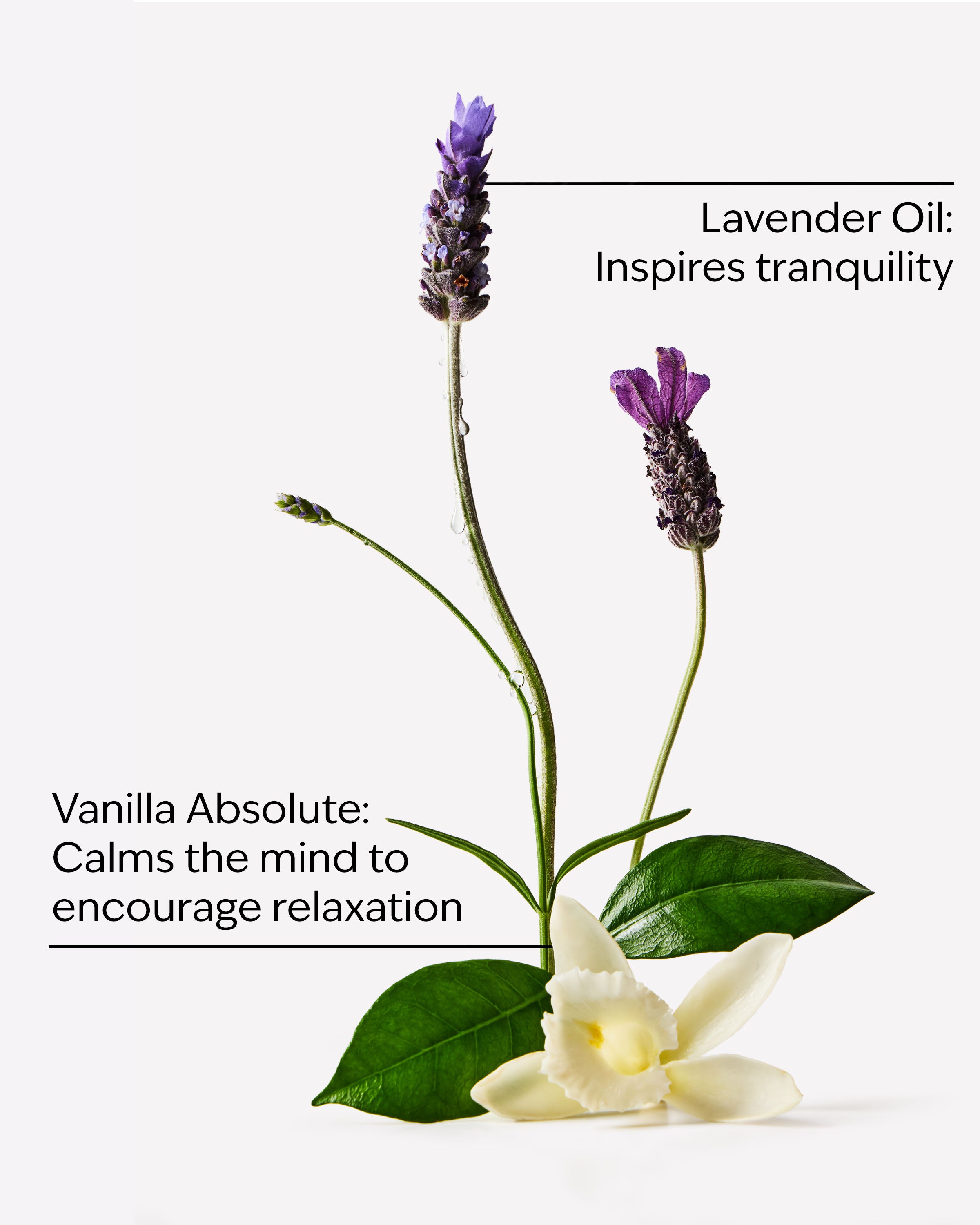 Lavender Vanilla Body Wash & Foam Bath