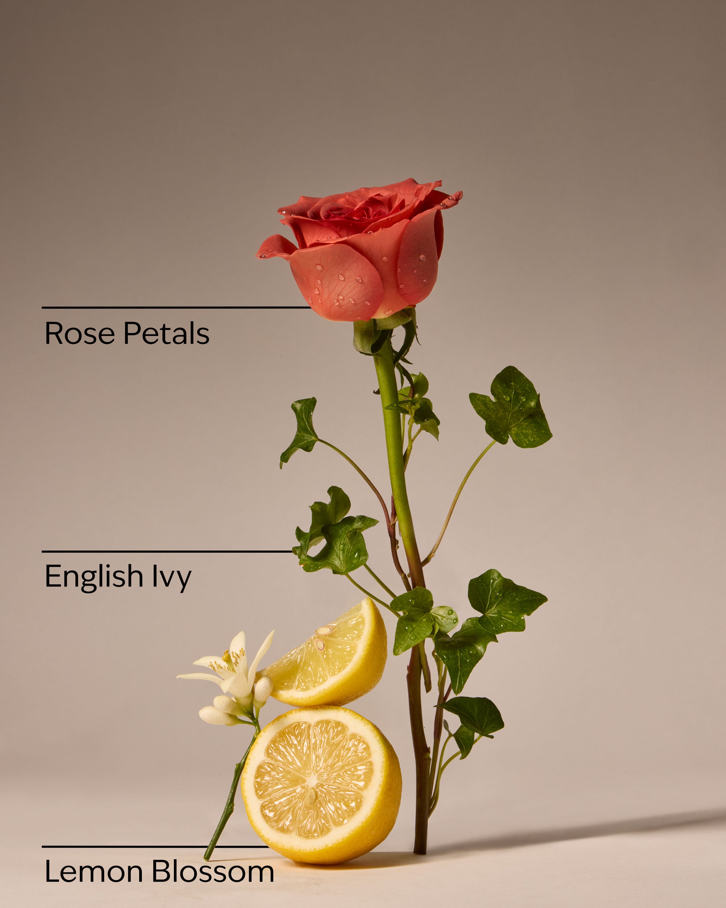 Rose Water & Ivy Concentrated Room Spray