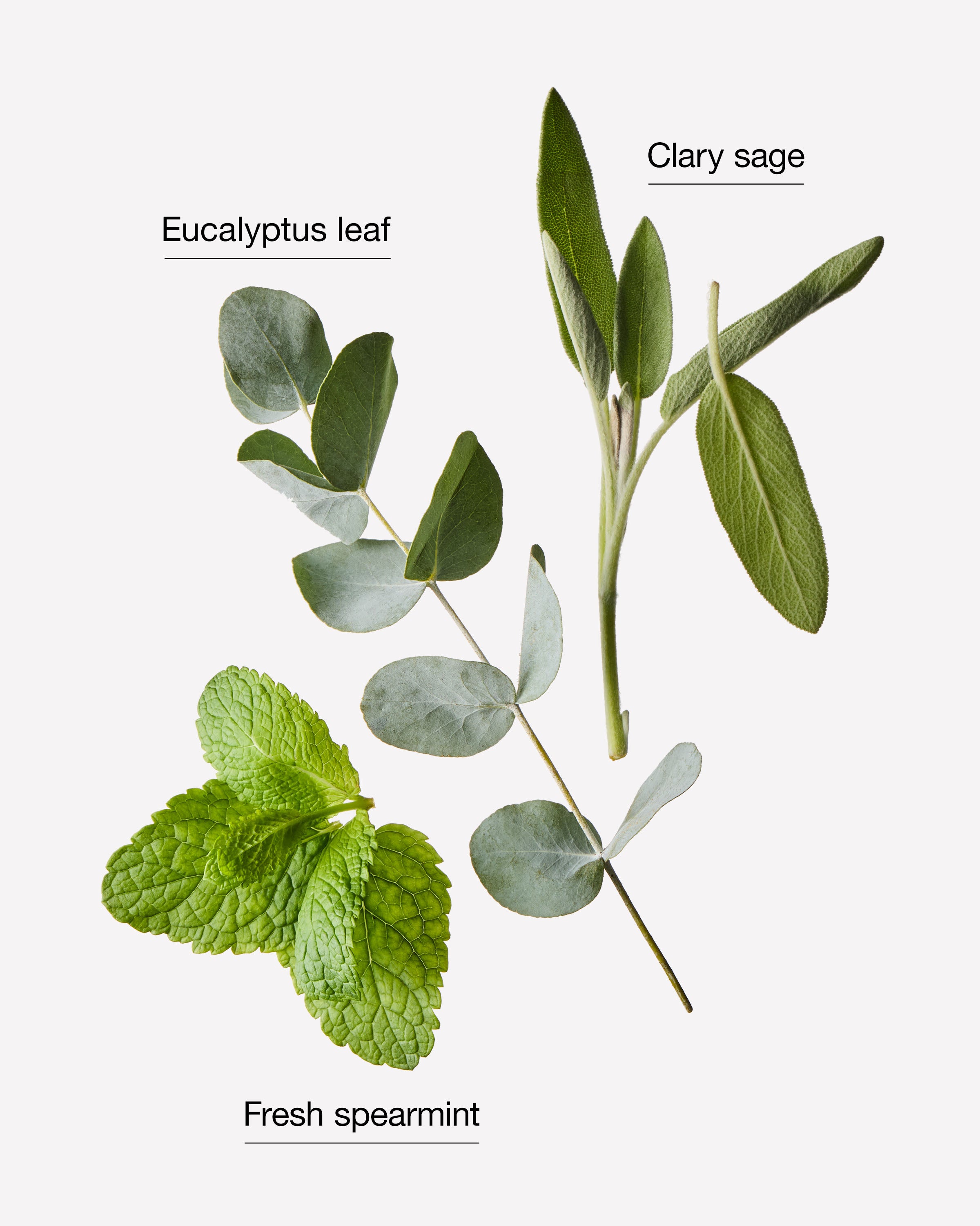 Eucalyptus Spearmint Body and Massage Oil