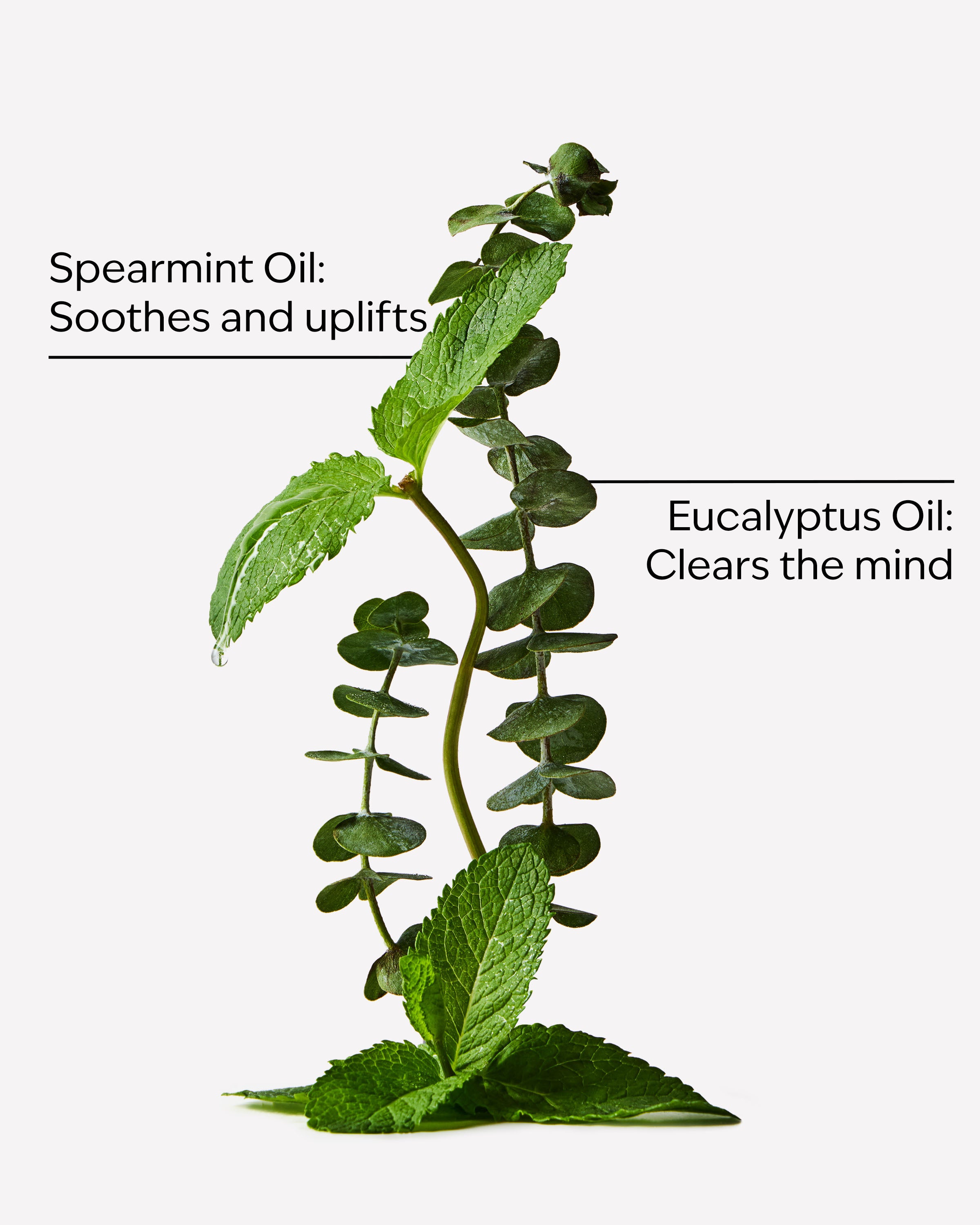 Eucalyptus Spearmint Moisturizing Body Lotion